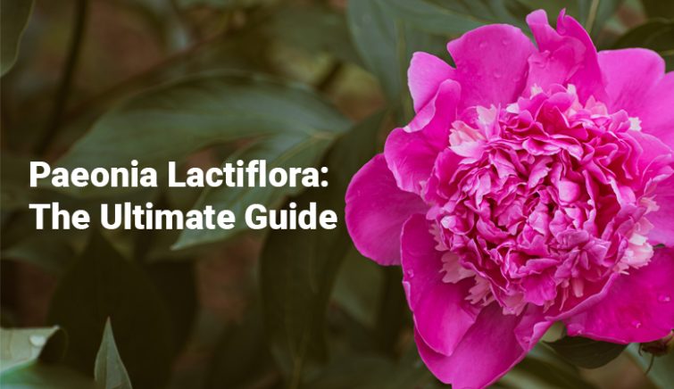 Paeonia Lactiflora-The-Ultimate-Guide