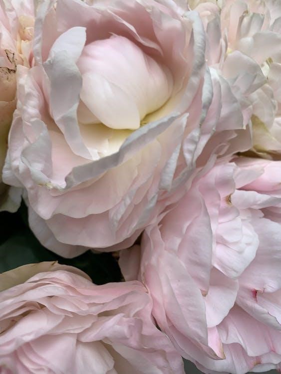 Peonies lactiflora