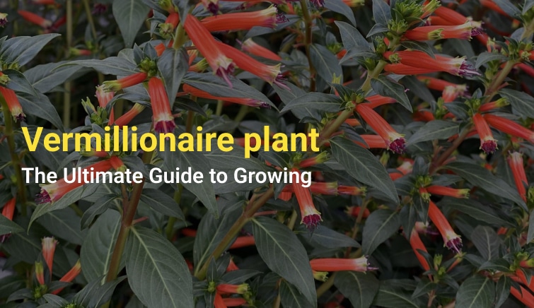 Vermillionaire plant The Ultimate Guide to Growing