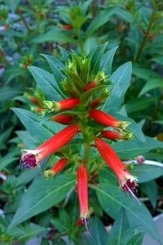 Firecracker Plant