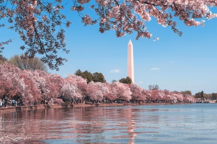 Cherry Blossom pink flowers