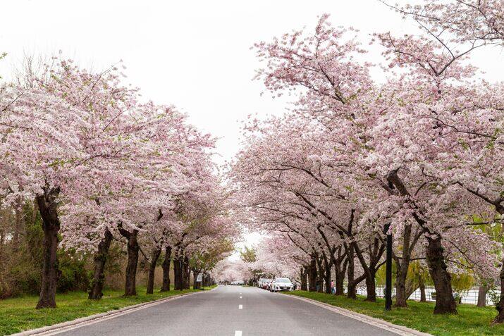 Cherry trees pink flowers
