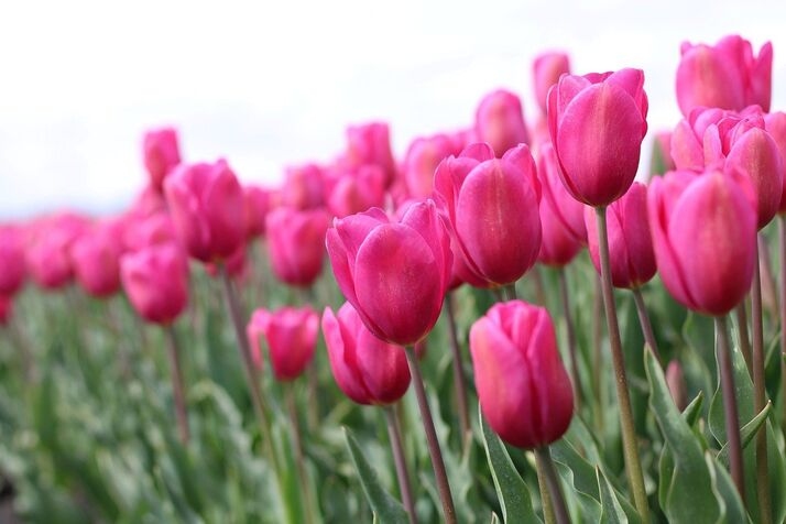 Tulip (Tulipa spp.)