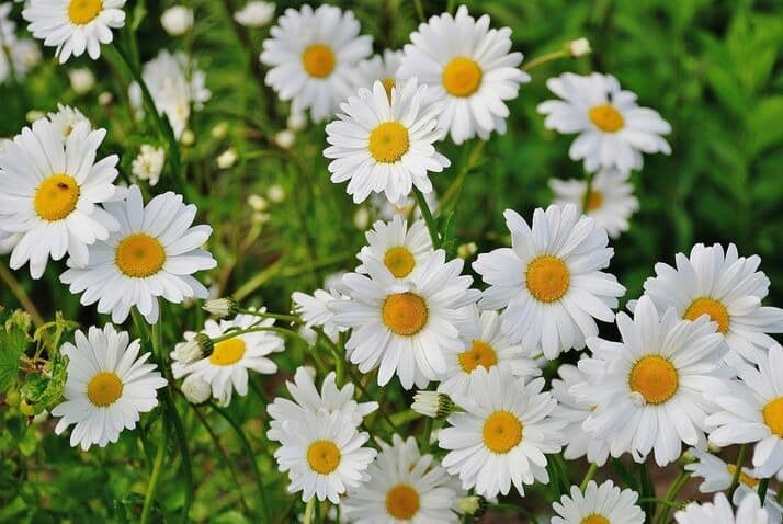 white flowers