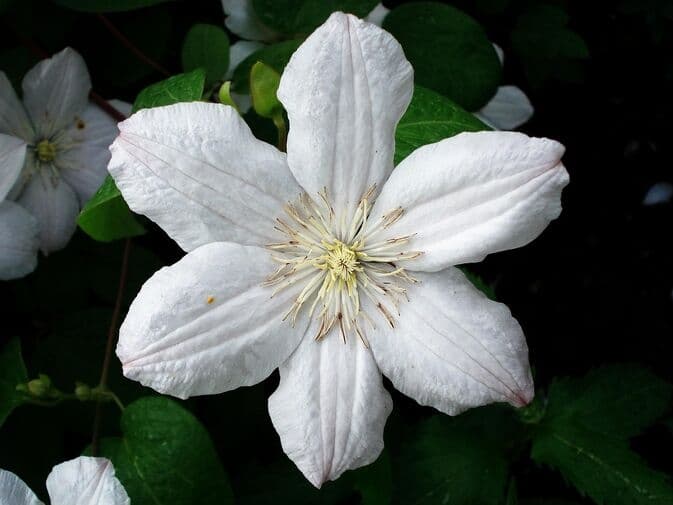 Clematis flower