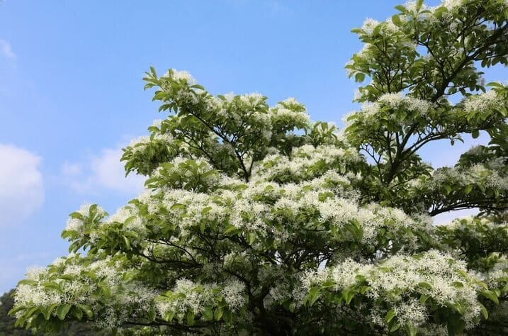 Fringe Tree flower