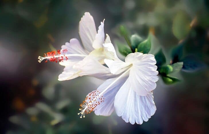 Hardy Hibiscus flower