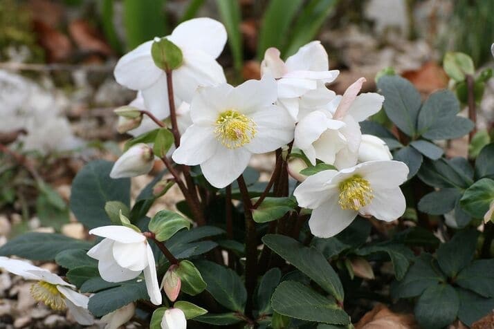 Hellebore