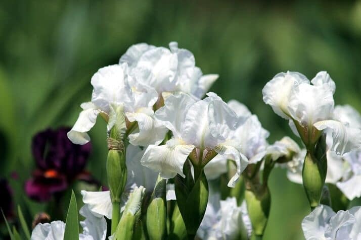 plant with white flowers