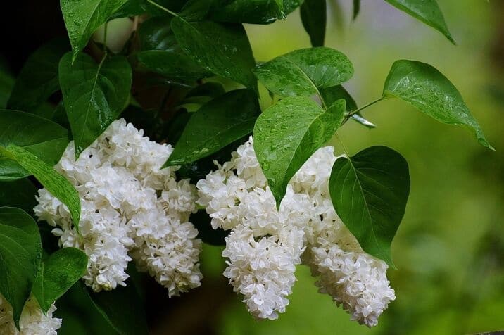 Lilac syringa spp