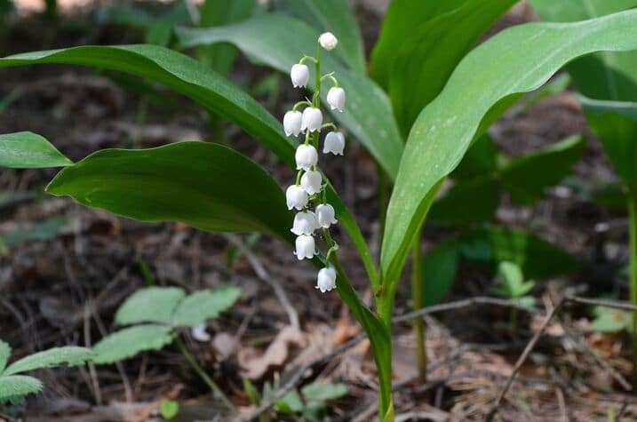 little white flower