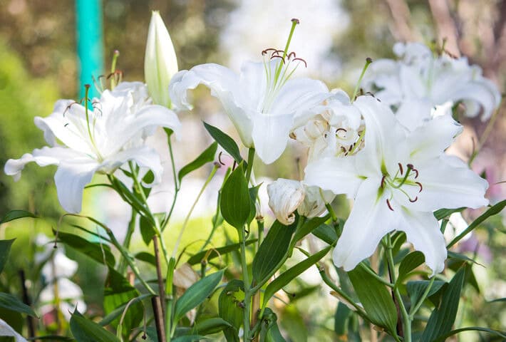 Lily flower