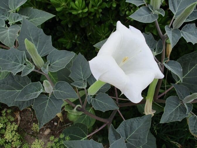 Moonflowers (Datura)