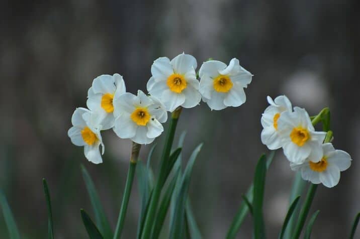 Paperwhite narcissus