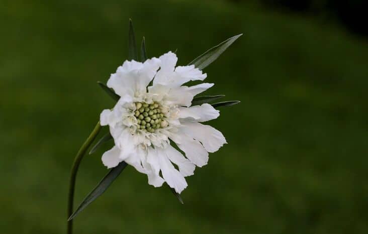 Big white flowers