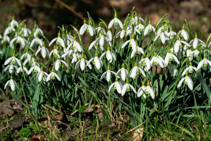 Snowdrops Flowers