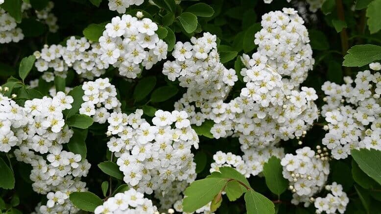 Spirea (Meadowsweets)