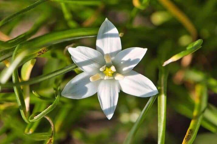 white flowers