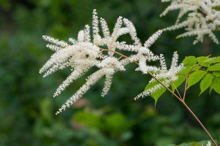 White Astilbes