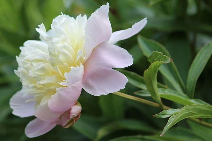 white flowers