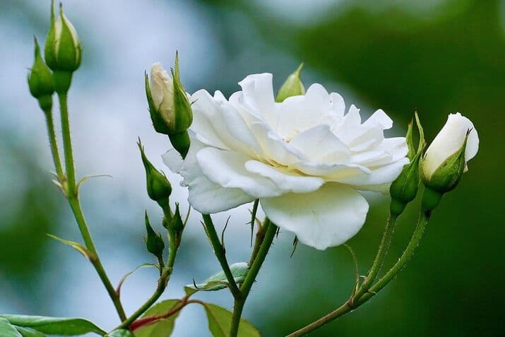 White Flowers