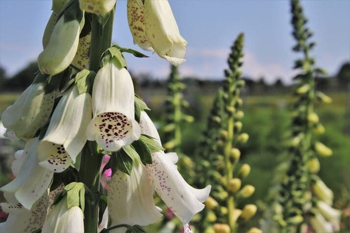 White foxglove