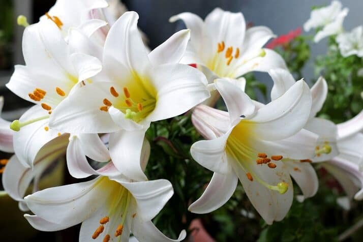 small white flowers