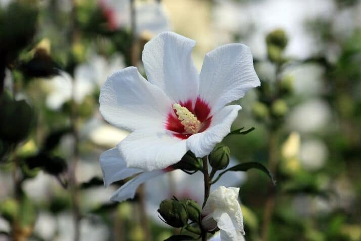 WhiteRose of Sharon flower