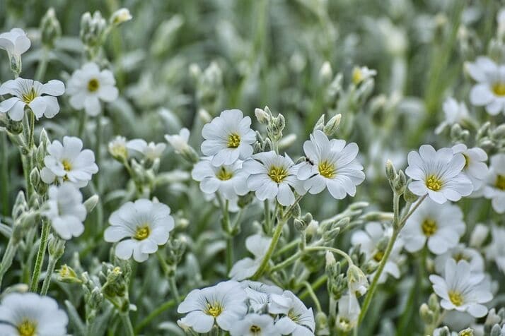 snow in summer flower