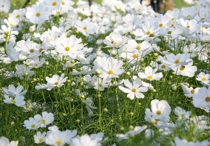 white flowers