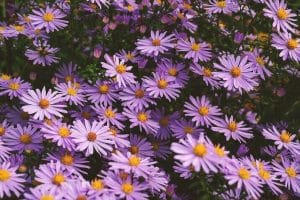 Aster flower