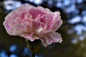 Carnation flower