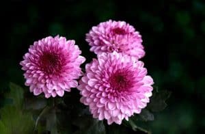 Chrysanthemum flower