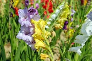 Gladiolus Flower