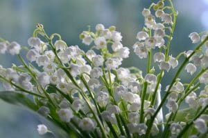 birth month flowers