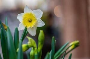 Birth Flowers