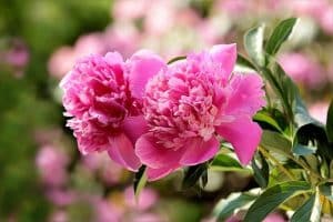 Peony flower