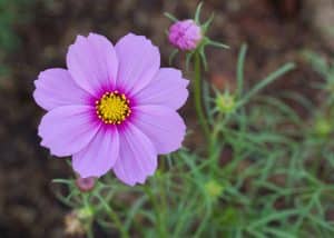 birth month flowers