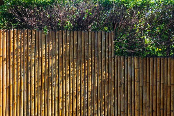 Bamboo
