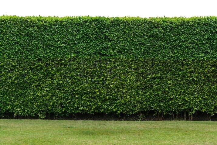 cheap fence ideas