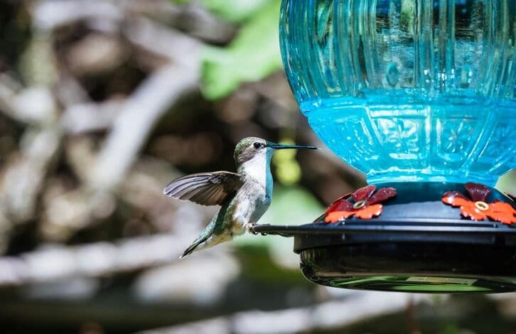 Nectar/Hummingbird Feeders