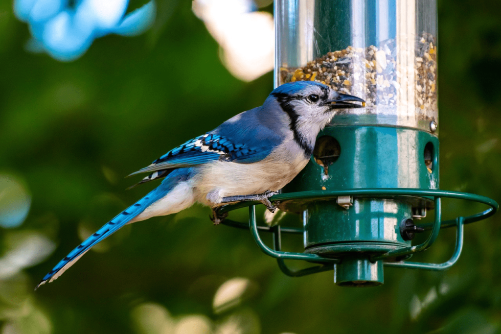 bird feeder window